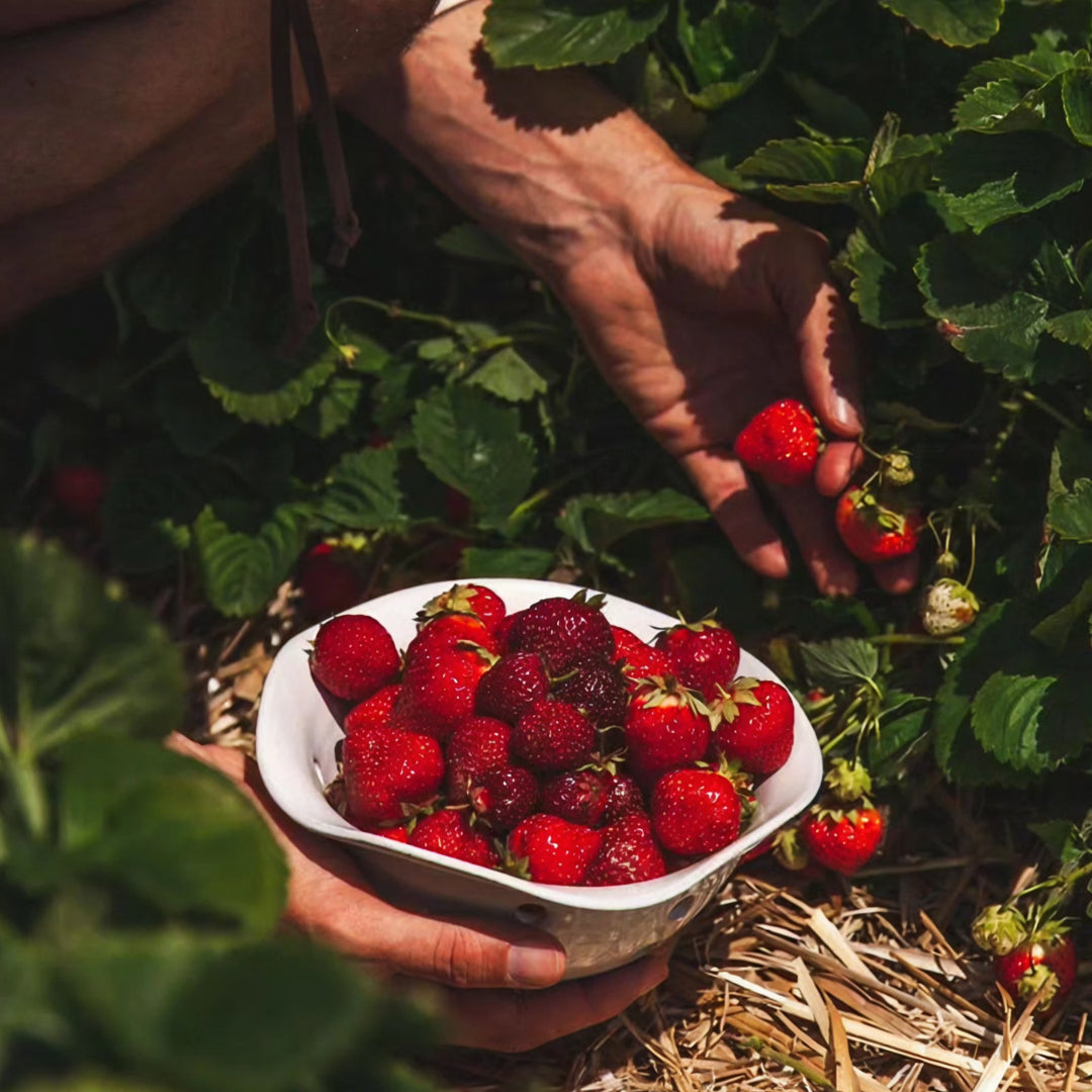 Where to go strawberry picking near you (and why seasonality matters)