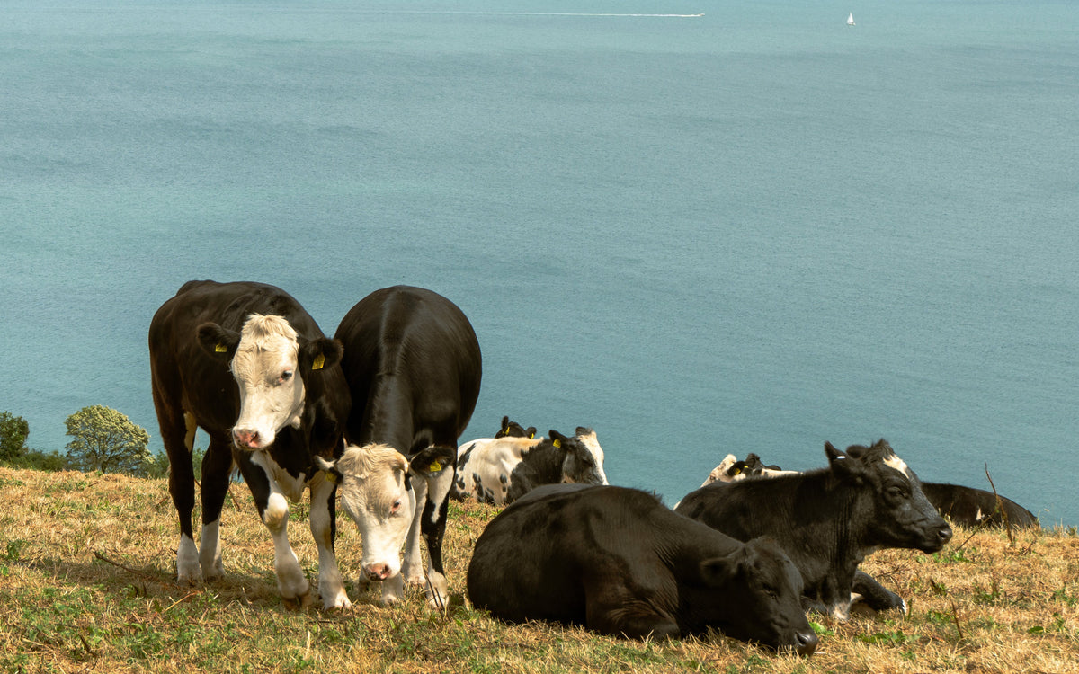 Why an animal's diet matters so greatly