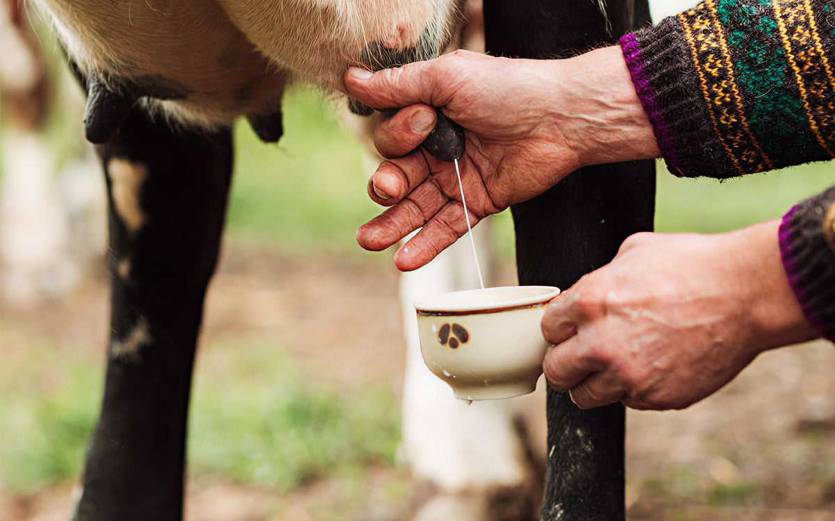 Raw milk: nature's most controversial superfood