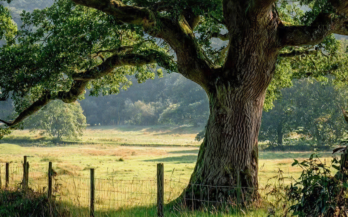 Why western medicine fails to heal