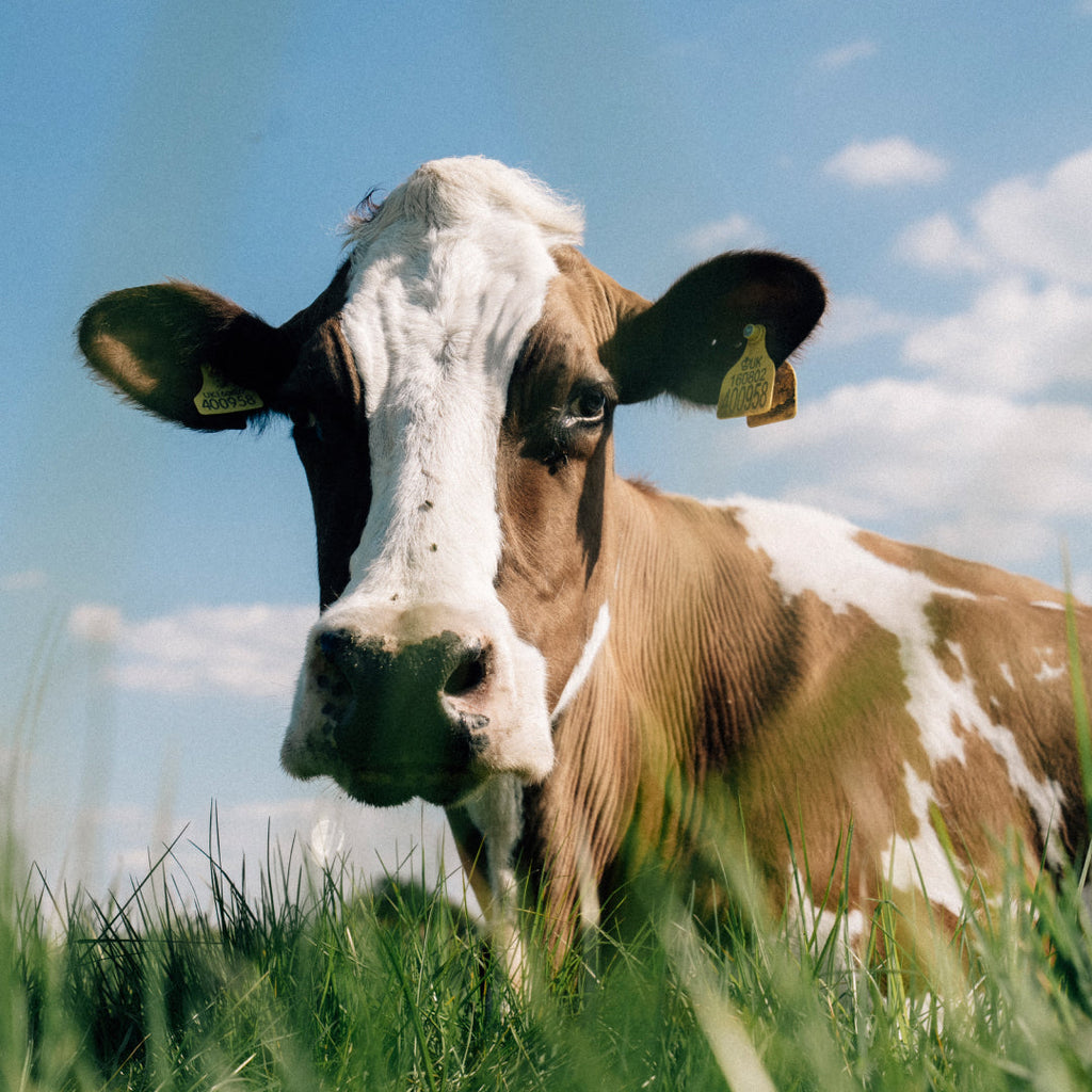 Raw Organic A2 Grass Fed milk, 1 litre bottle